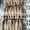 Good quality  BQF frozen small size squid for bait