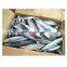 Weihai seafood frozen pacific mackerel