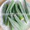 Fresh and good-taste  top quality IQF Frozen  Okra Whole