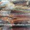 Frozen Illex Squid Supplier size 200 - 300 g