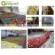 Genyond vegetables processing machine vegetables cleaning machine