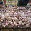 Normal White Garlic ( supply for ecuador market)