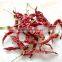 india dry red chilli