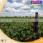 Good feedback from Uganda ridging type cassava planter/cassava planting machine 2AMSU manufacturing in China