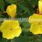GMP Health Food Evening Primrose Oil Softgel Capsules