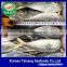 Best Price Frozen Fish Horse Mackerel
