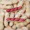 Red Skin Peanut