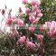 2016 Newest Purple Magnolia Seeds Mulan Tree Seeds For Planting