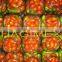 High quality assortment in jar, mixed cucumbers and tomatoes - Cheap price!