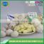 Fresh garlic export