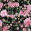 Natural Fresh Cut Ornamental Carnation Flowers Fresh Carnation for Decoration