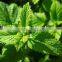 Mint leaf multiple layer stainless steel conveyor dryer
