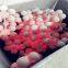 dia.30mm, 40mm casting chrome grinding iron balls / cylinders, high chromium casting balls, alloy casting chromium balls