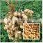 factory supply large capacity groundnut peanut picking machine groundnut picker harvester for sale