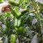 sweet pepper seed green fruit type vegetable seeds No.02