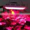 best full spectrum LED GROW LIGHT 2016