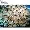 Sinochrm BRC Certified High Quality 20-40mm 30-50mm 40-60mm Fresh Crisp IQF Frozen Cauliflower