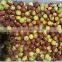 High Quality IQF Winter Jujube