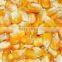 MAIZE / CORN