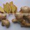 Dried ginger/ fresh ginger export with competitive price