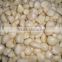 Supply IQF Frozen Garlic with high quality
