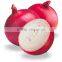 Export Quality of Big Onion