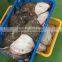 Frozen Marble Sole fish/Plaice fish