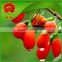 Wholesale Dry Goji Berry Wolfberry Ningxia Goji Berries Herbal Sex Tea