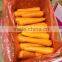 Fresh Carrot for export