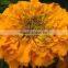 Marigold Flower Extract Lutein Zeaxanthin