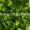 AD Broccoli