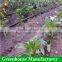 Agricultural underground sprinkler irrigation system