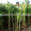 Hybrid F13255 Fodder Maize Seeds