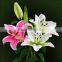 Newest fresh cut flowers fresh fragrant lily flowers for banquet decoration hot selling
