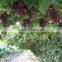 Best Price Agriculture Irrigation Drip Tape From China