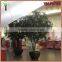 Customized real wood ficus tree