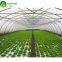 Low cost single span plastic geodesic dome greenhouse for vegetable