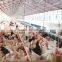 broiler feeding and drinking system