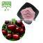 100% Hot Sales Cherry fruit juice extract powder