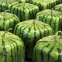 Agriculture Using Plastic Shape Moulds Heart, Star, Square, Flower shape cucumber and fruit mould