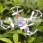 New toys! 2.4G 4ch 6axis gyro rc quadcopter mini ufo helicopter, mini flying camera