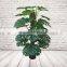 Office Decorative Artificial Taro Bonsai, Plastic Evegreen Plants