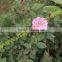 HDPE plastic bird nets for agricultural or fruit trees with uv bird netting