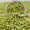 top quality Green Mung Beans sprouts/gernimation price
