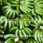 Fresh green bananas G-9 Quality