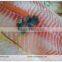 2016 new coming frozen tilapia fillet wholesale price