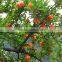 pomegranate tree seedling