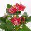 Anthurium andraeanum flower bonsai