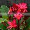 Ornamental Red flower Plumeria rubra