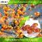 Health Dietary Supplement Seabuckthorn Oil Capsule